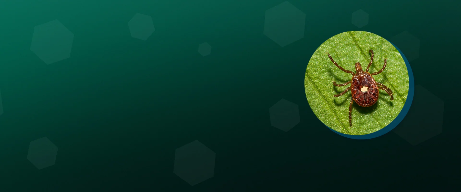 Now Includes Alpha‑Gal Antibody Testing