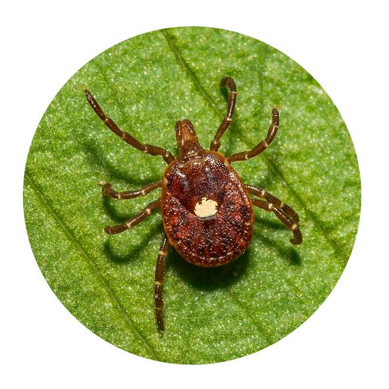 Lone Star Tick Lone Star Tick